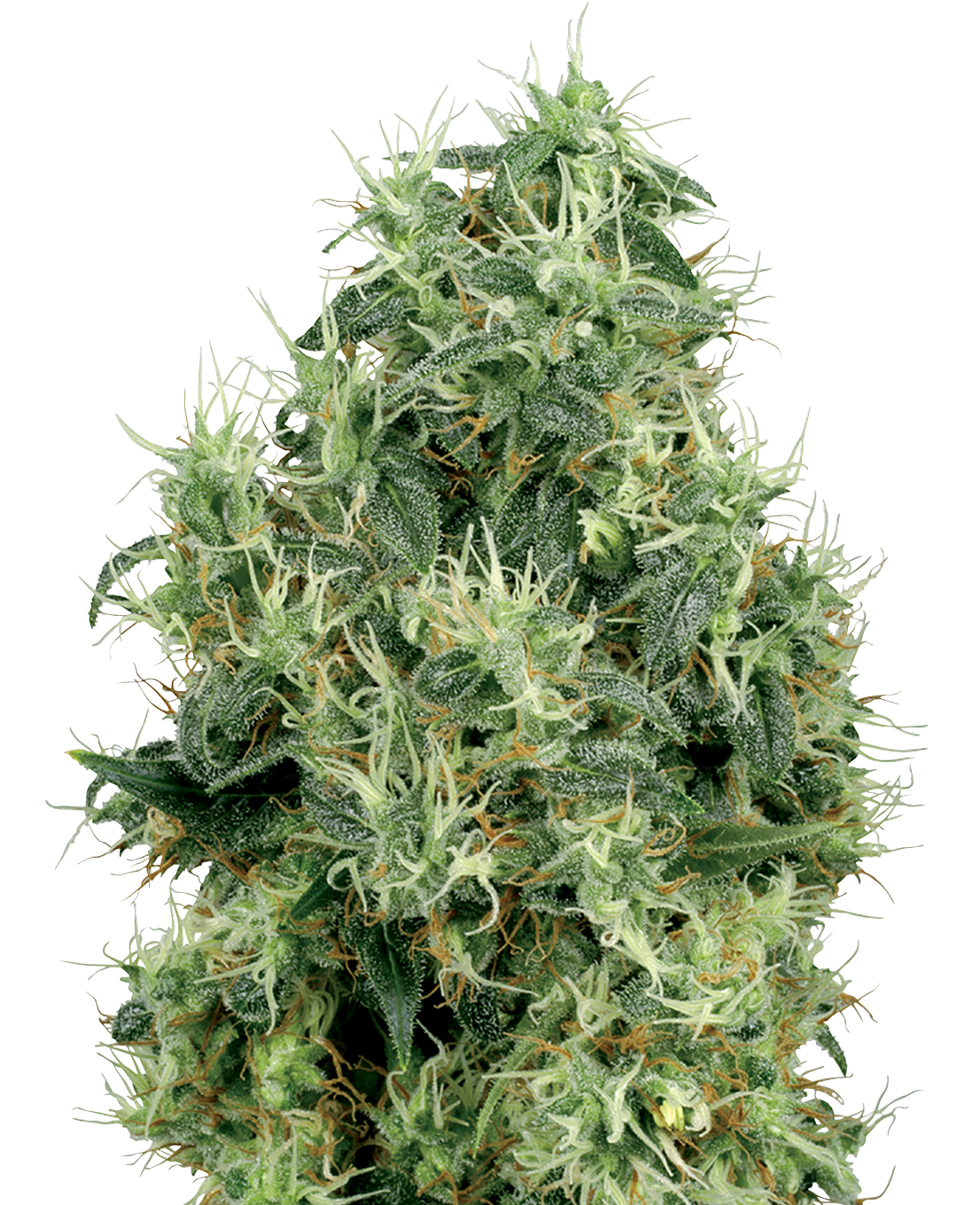 White Gold Feminized